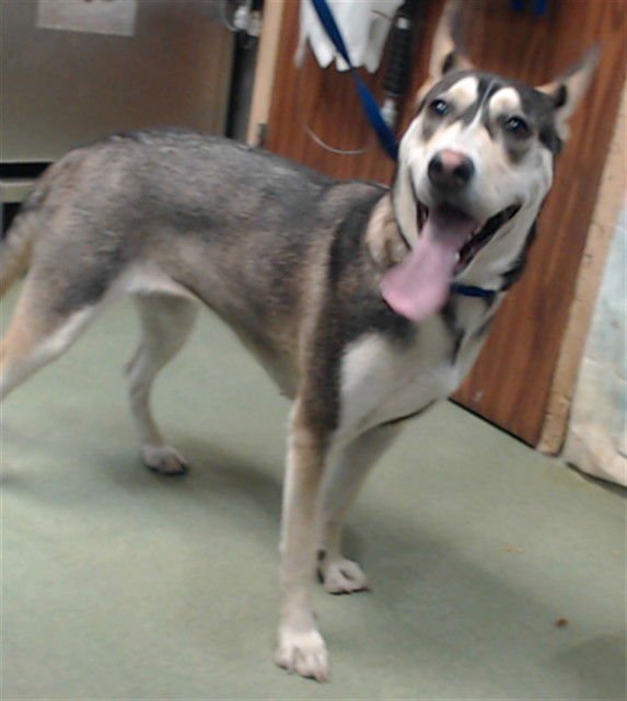 SHELLY - German Shepherd Dog / Pit Bull Terrier available for adoption