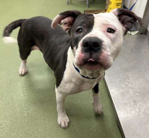 MED WAIVER EMMALINE - Pit Bull Terrier available for adoption