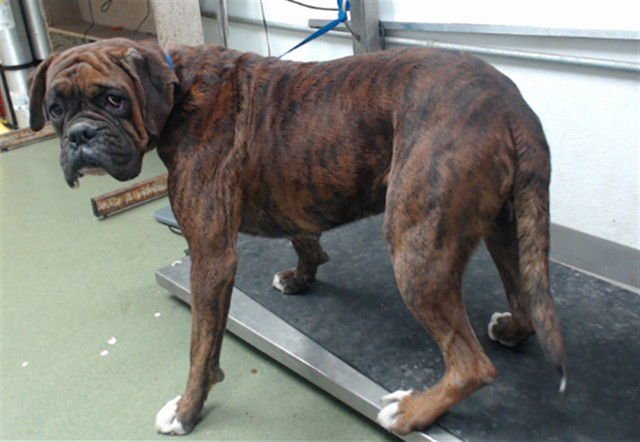 GROOVY - Boxer available for adoption