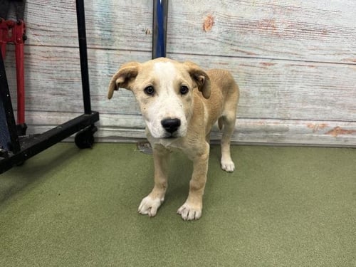 ATHENA - Pit Bull Terrier available for adoption