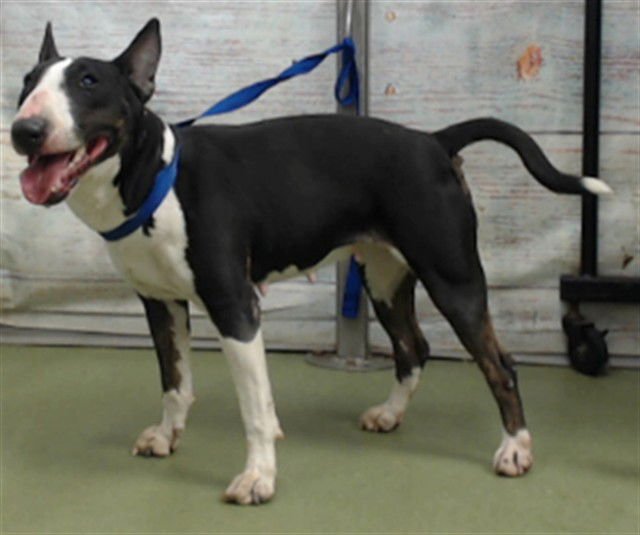 PIXEL - Miniature Bull Terrier available for adoption