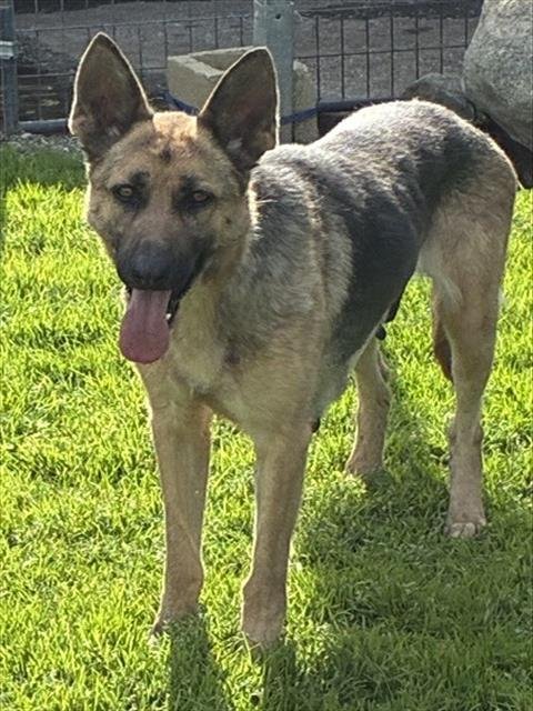 POOKIE - German Shepherd Dog available for adoption