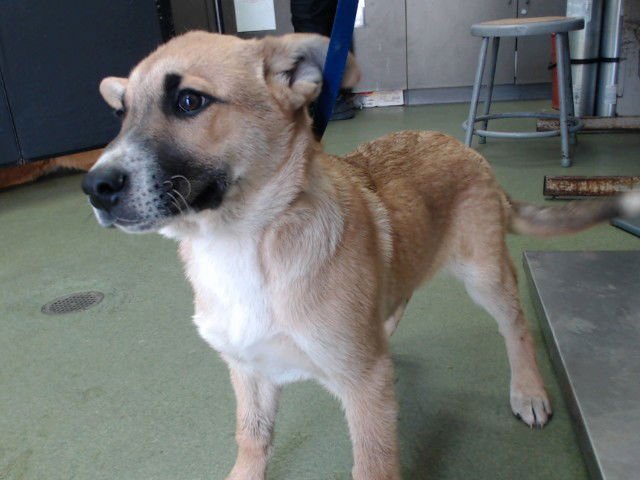 ABLE - German Shepherd Dog available for adoption