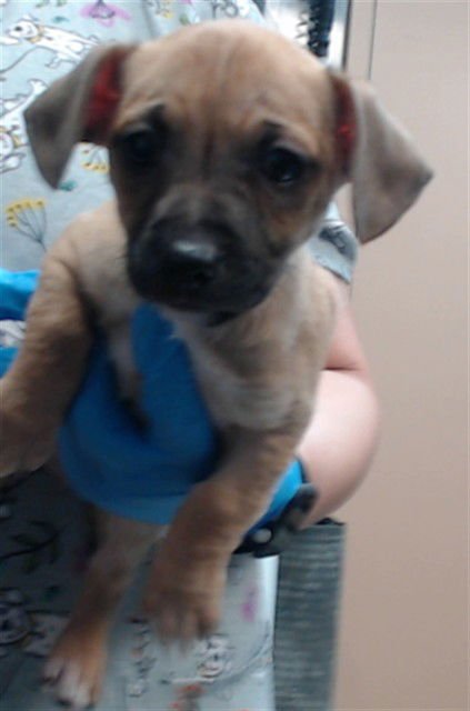 JOHNNYBOY - Chihuahua available for adoption