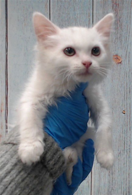 MUHALA - Domestic Short Hair available for adoption