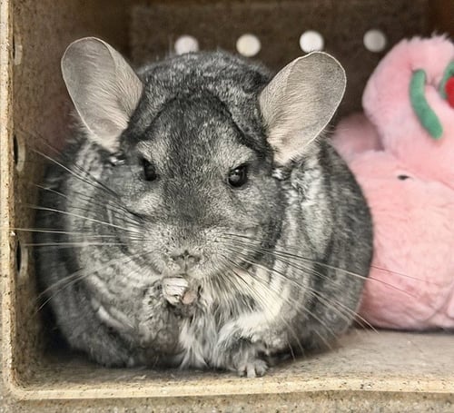 SOOT - Chinchilla available for adoption