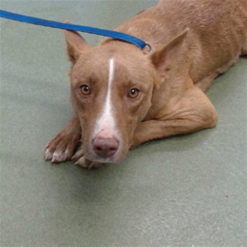 MED WAIVER MAMA PIE - Pit Bull Terrier available for adoption