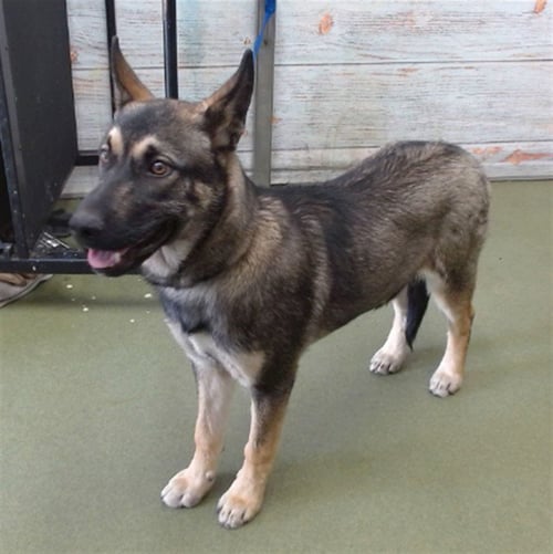 MONSTER - German Shepherd Dog available for adoption