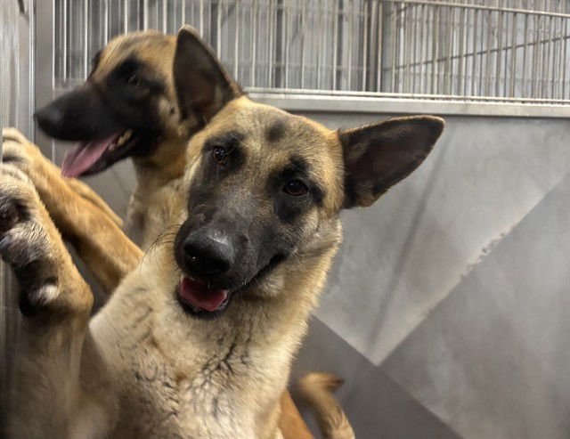 JANE - Belgian Shepherd Malinois available for adoption