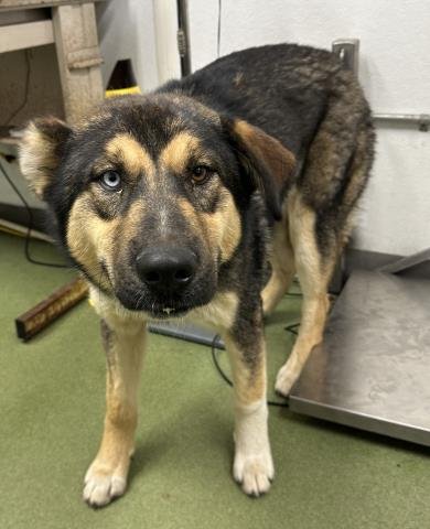 MED WAIVER ZAYDEN - German Shepherd Dog available for adoption