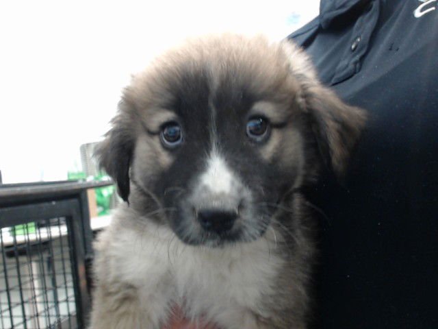 CINDERELLA - German Shepherd Dog available for adoption