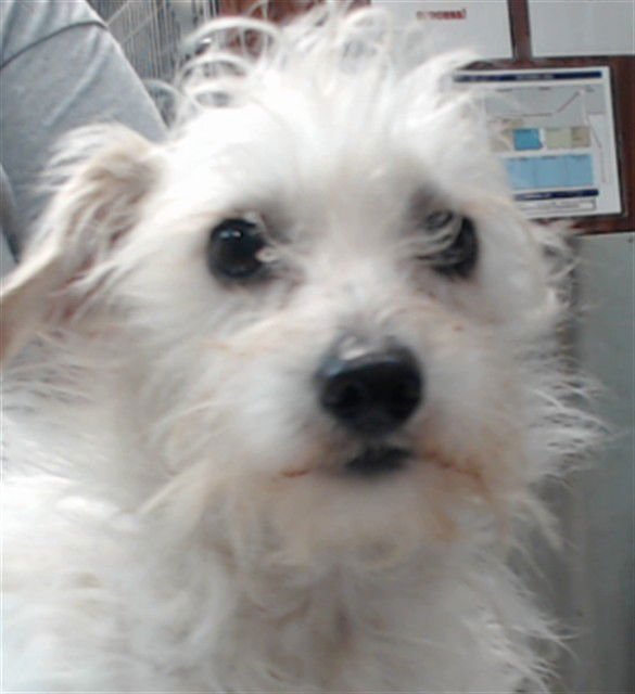 MONTY - Terrier available for adoption