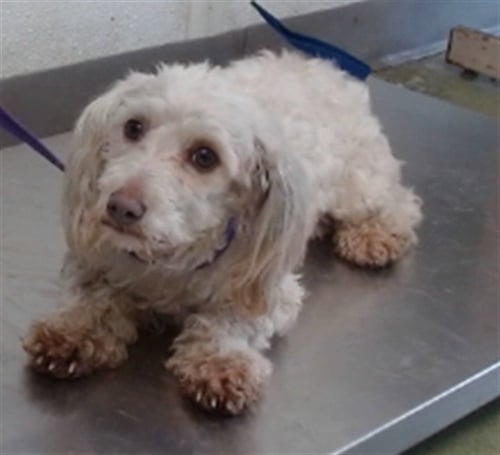 MED WAIVER MAISY - Poodle (Miniature) available for adoption