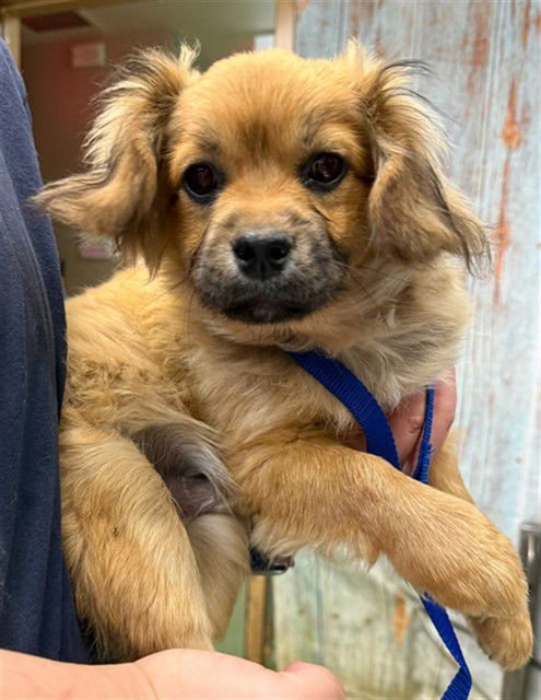 MARIO - Cocker Spaniel available for adoption