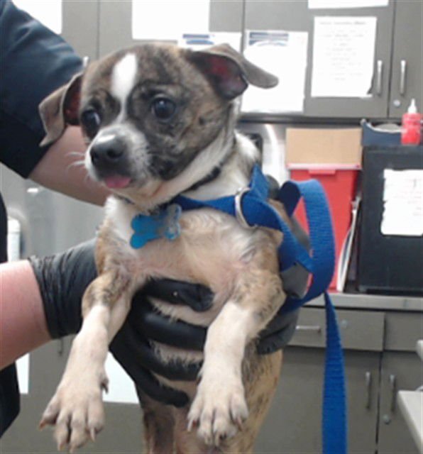 NUGGET - Chihuahua available for adoption