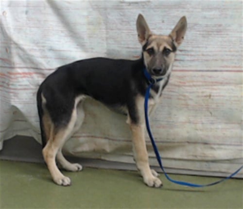 PEGGY HILL - German Shepherd Dog available for adoption