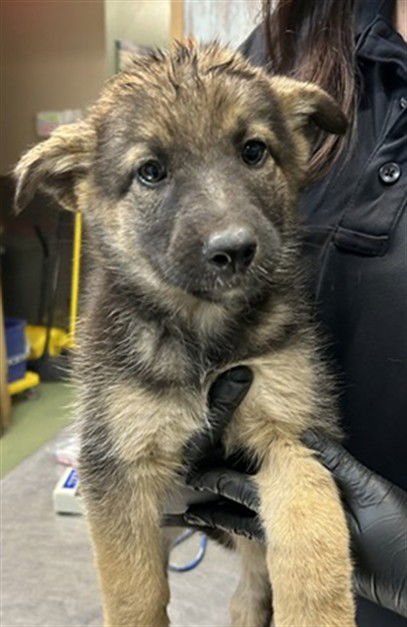 MILEY - German Shepherd Dog available for adoption