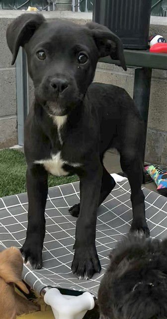 MUMMY - Labrador Retriever available for adoption