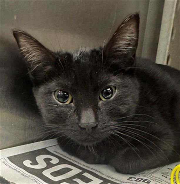 MAVIS - Domestic Short Hair available for adoption