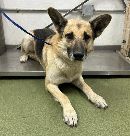 MED WAIVER BUNDY - German Shepherd Dog available for adoption