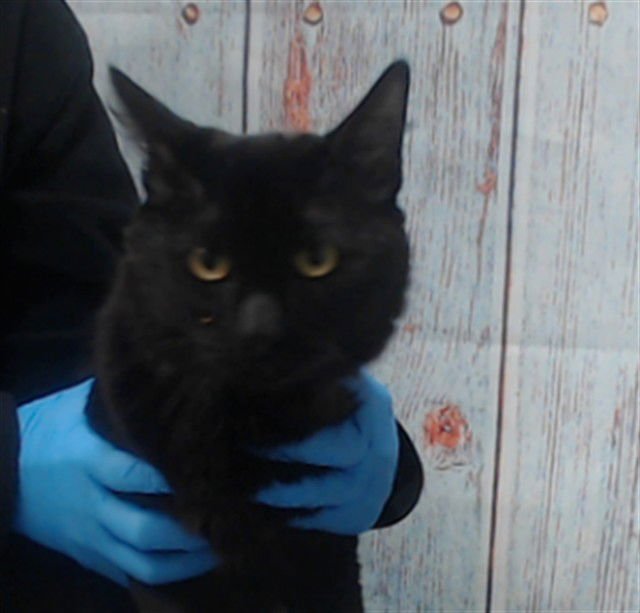 PUKA NACUA - Domestic Short Hair available for adoption