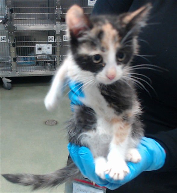 LUNA - Domestic Short Hair available for adoption