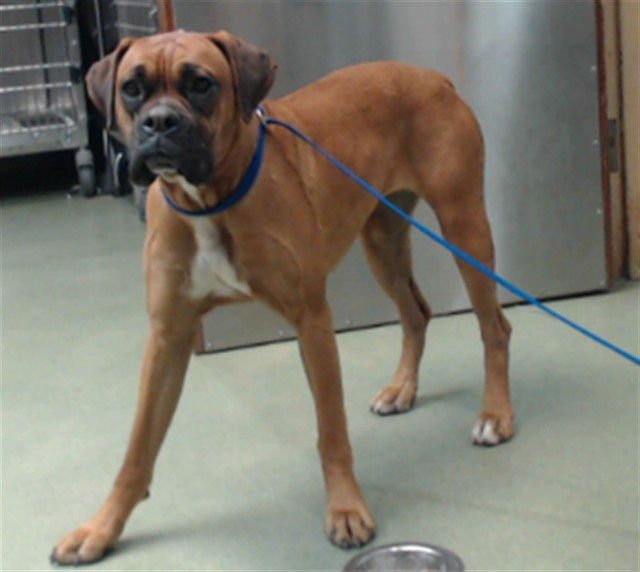 DAISY - Boxer available for adoption