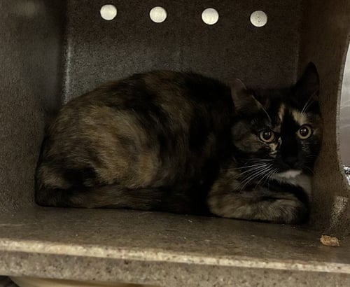GINNY - Domestic Short Hair available for adoption
