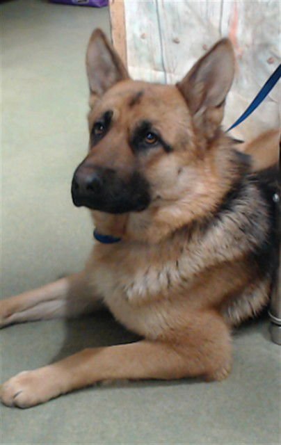 MED ADOPT ROXIE - German Shepherd Dog available for adoption