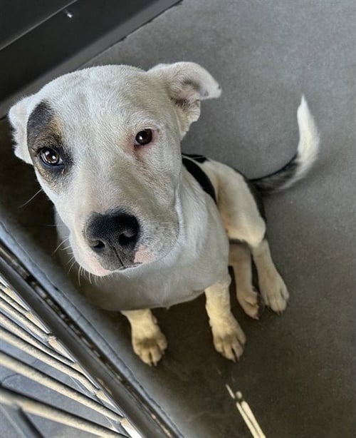 MONARCH - Pit Bull Terrier available for adoption