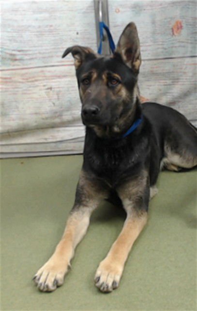 MED WAIVER POLLO - German Shepherd Dog available for adoption
