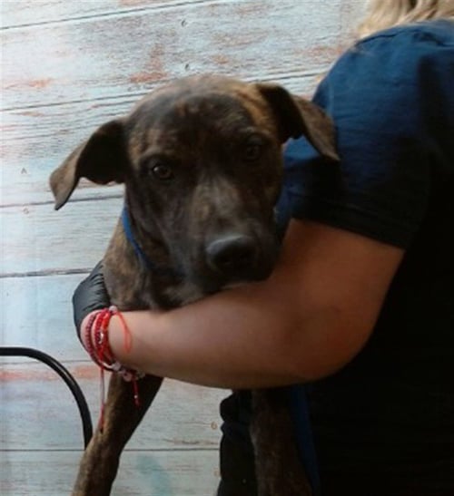 CHARLIE - Pit Bull Terrier available for adoption