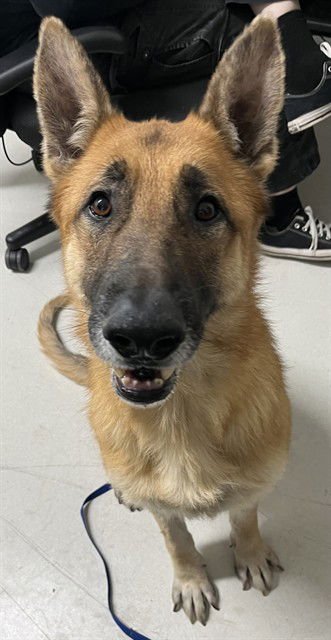 OLIVER - German Shepherd Dog available for adoption