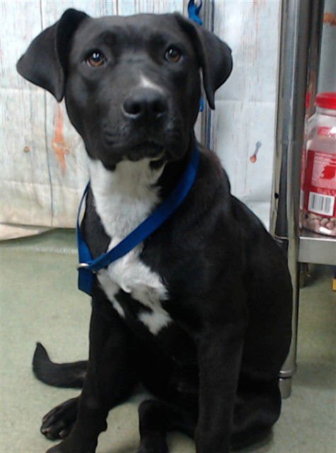 PEGGY - Pit Bull Terrier available for adoption