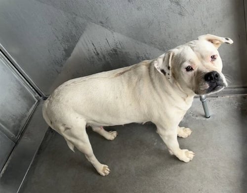 MAMA CATALINA - Pit Bull Terrier available for adoption