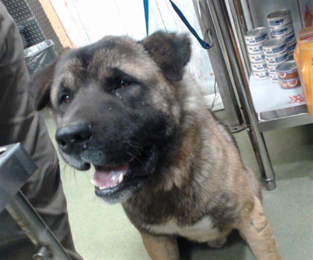 ROCKY - Akita available for adoption