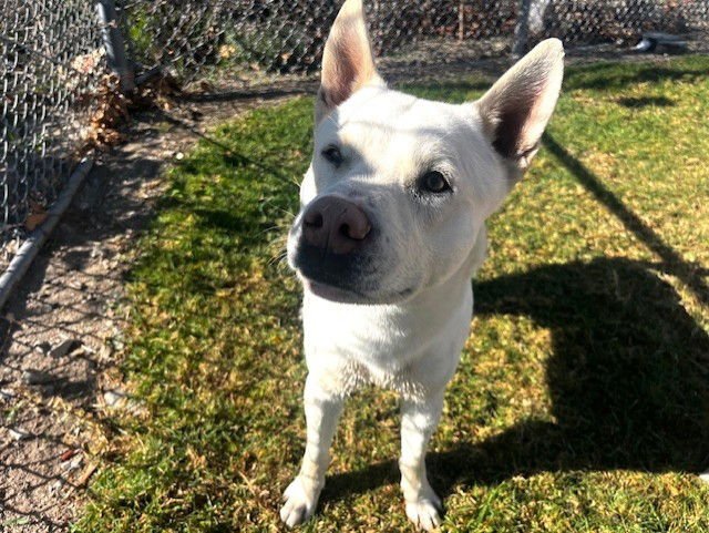 KIEFER - Jindo (Korean) available for adoption