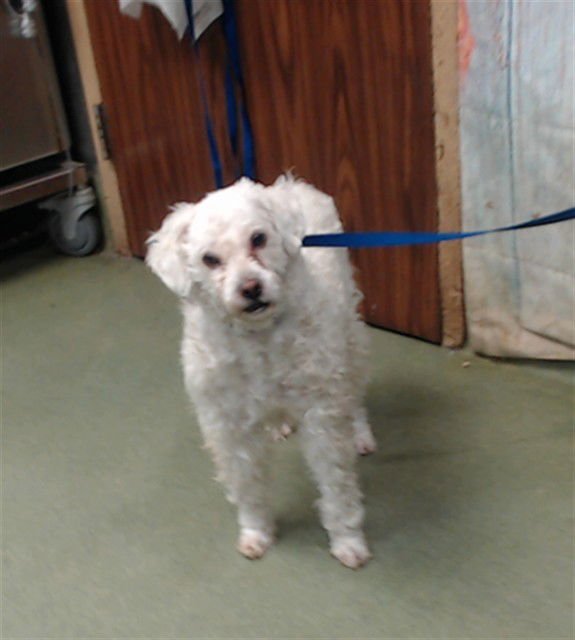 MED ADOPT MAYO - Poodle (Miniature) available for adoption