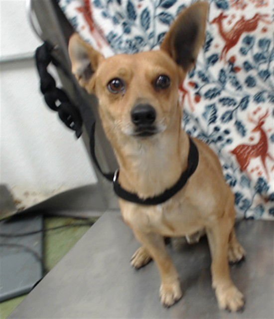 BEAN - Chihuahua available for adoption