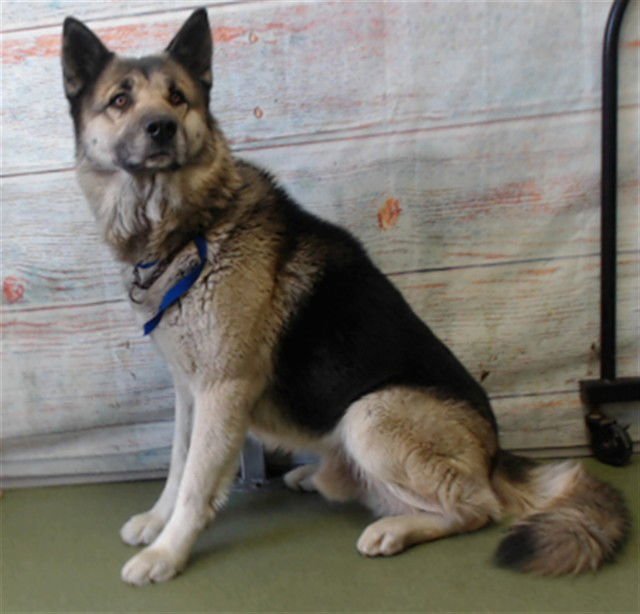 ARES - German Shepherd Dog available for adoption