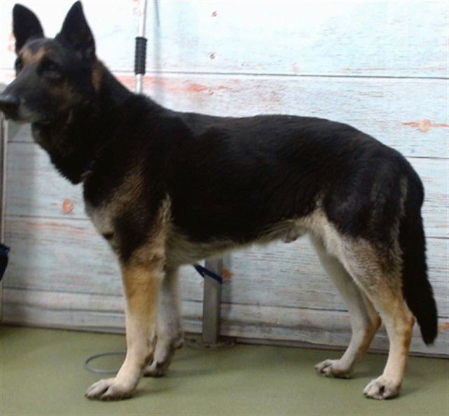 BENSON - German Shepherd Dog available for adoption