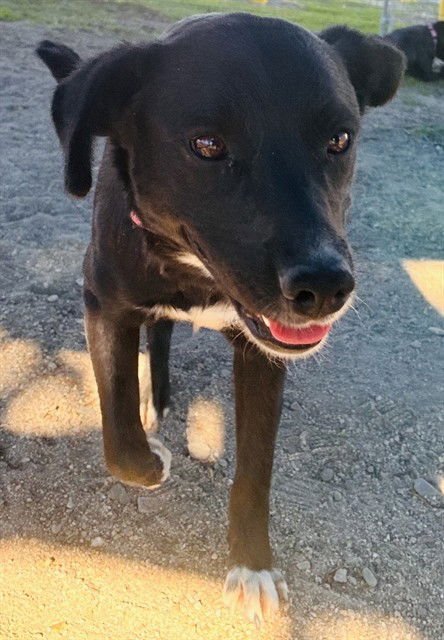 MEGAN - Labrador Retriever available for adoption