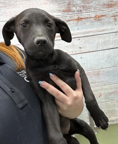 MILLIE - German Shepherd Dog available for adoption