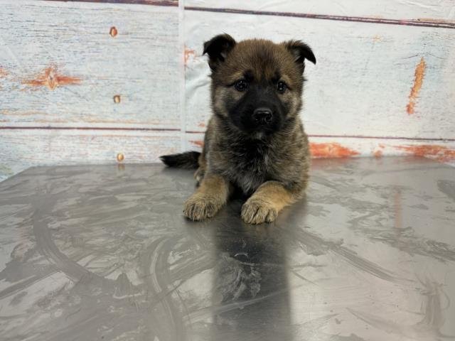 SWEETIE - Dutch Shepherd available for adoption