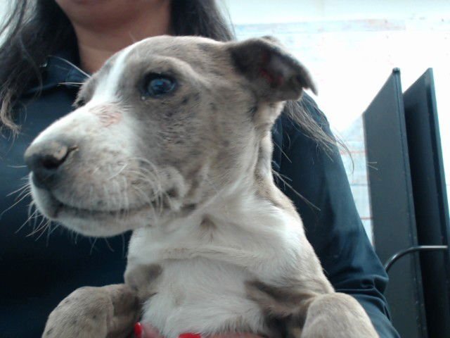 THEO - Pit Bull Terrier available for adoption