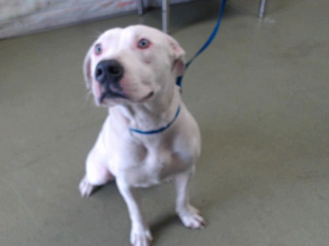 MED WAIVER HELENA - Pit Bull Terrier available for adoption
