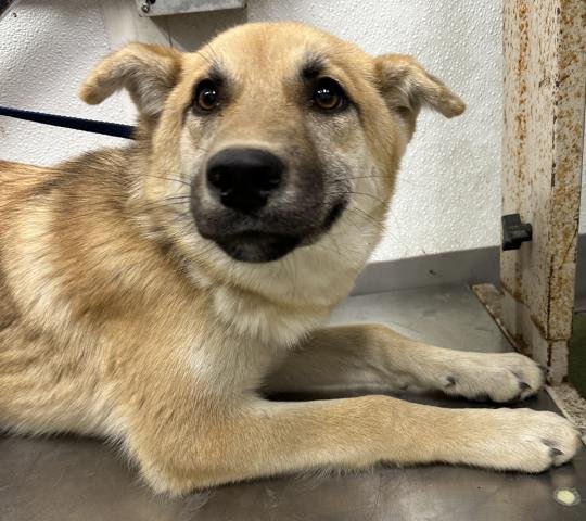 ROCKSTAR - German Shepherd Dog available for adoption