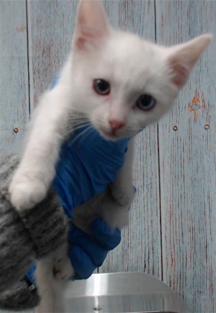 PUA - Domestic Short Hair available for adoption