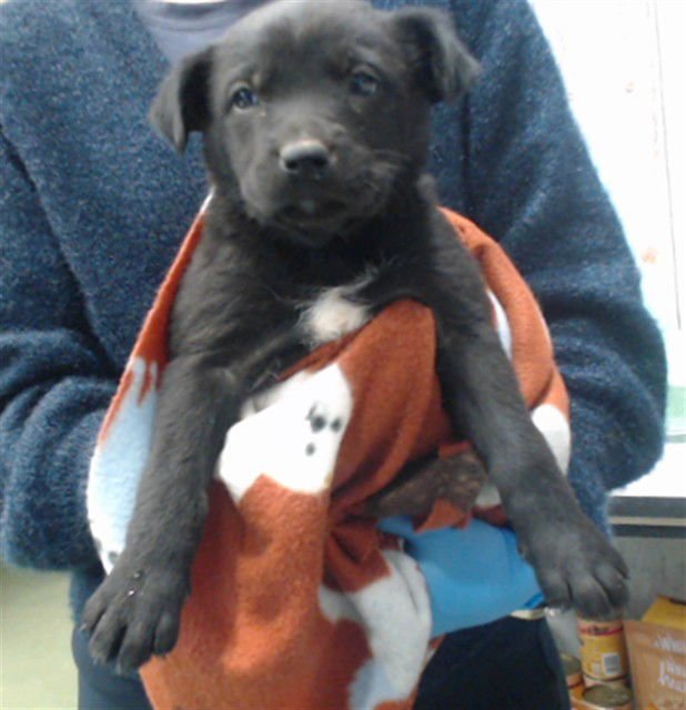 DAISY - Pit Bull Terrier available for adoption