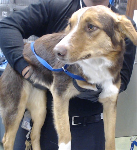 ELLIE - Border Collie available for adoption